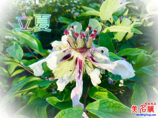 萬物生長的立夏節(jié)氣名字由來、夏季出生的寶寶起名參考